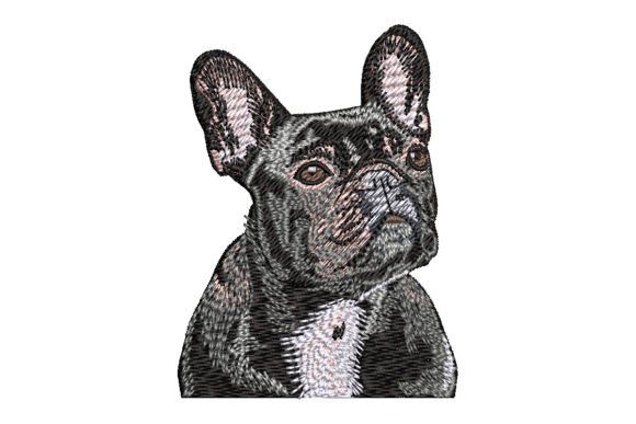 Black French Bulldog