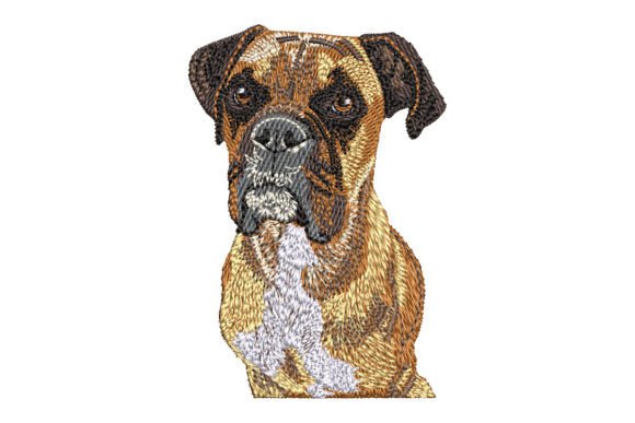 Boxer Dog