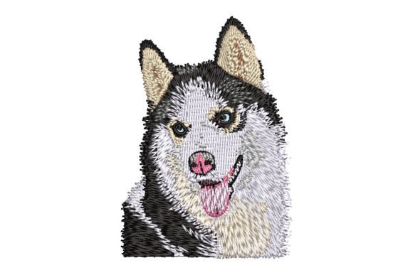 Siberian Husky